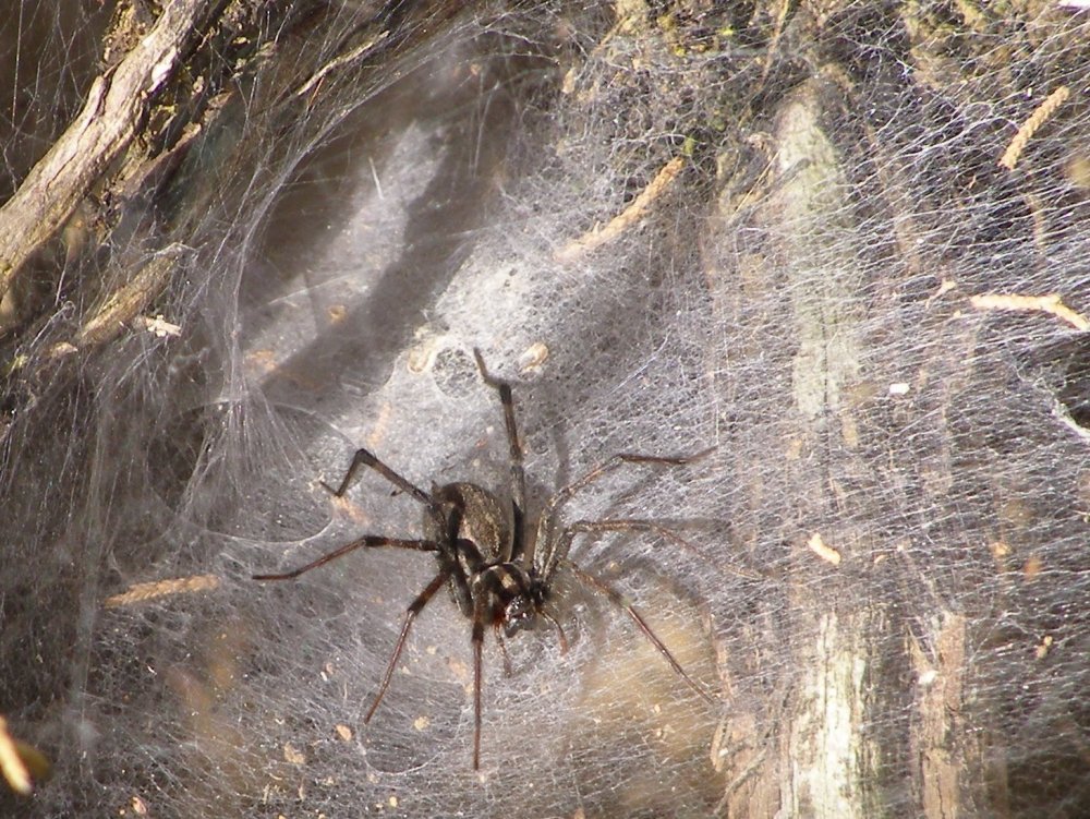 Сиднейский лейкопаутинный паук