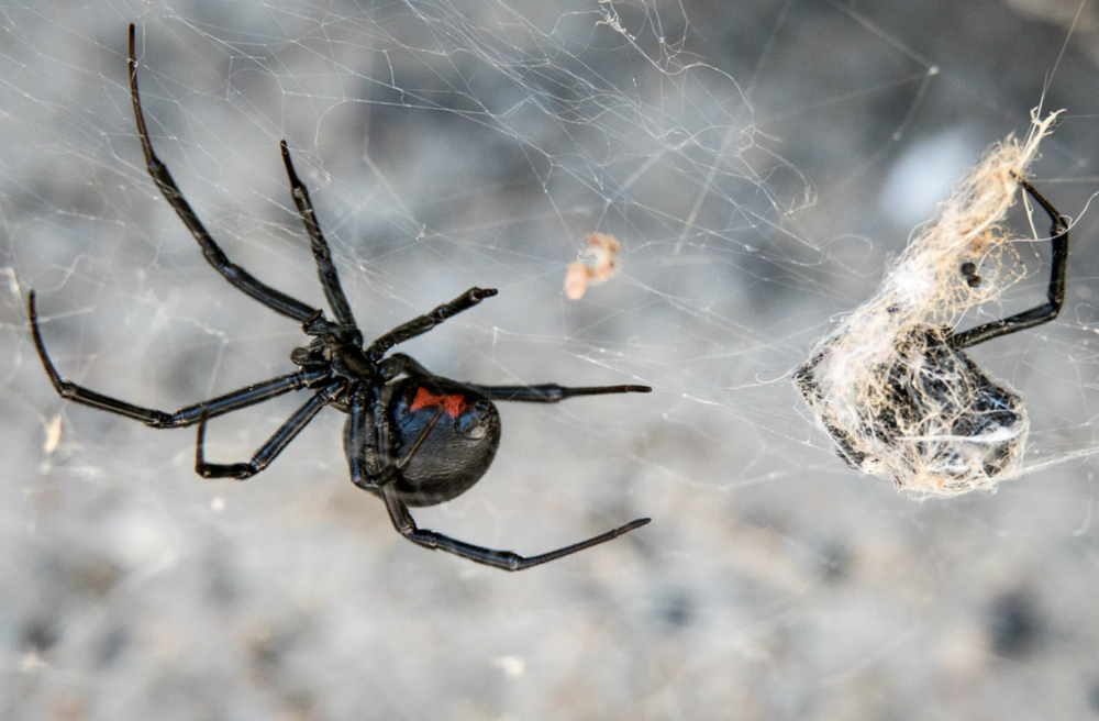 Чёрная вдова паук самец