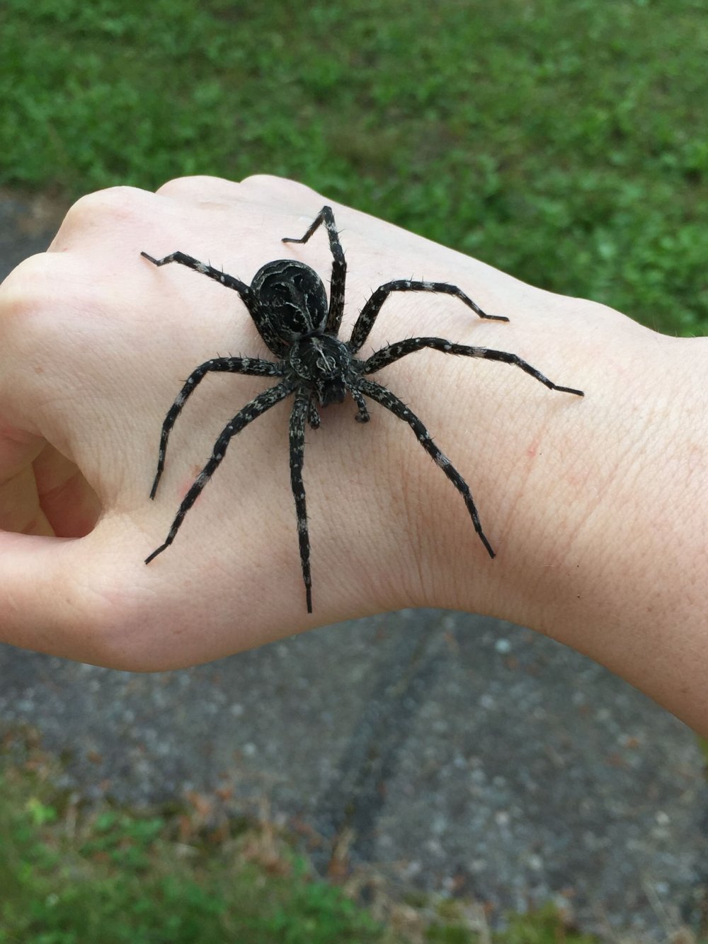 Черный Арахнид паук