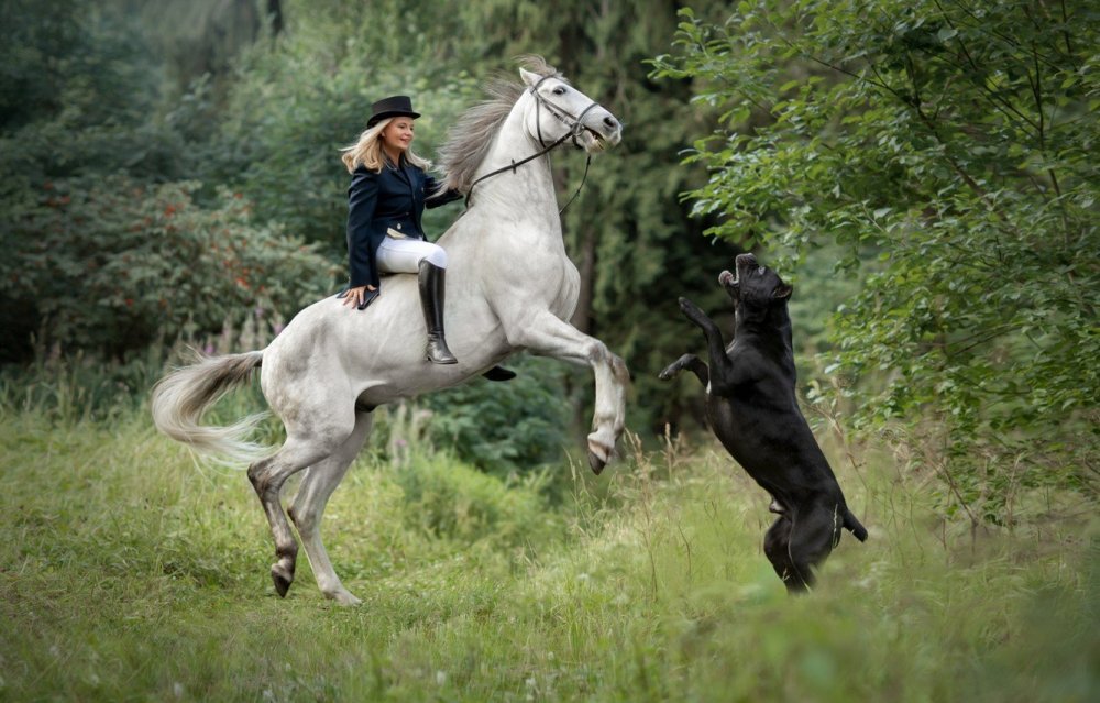Наездница с лошадью
