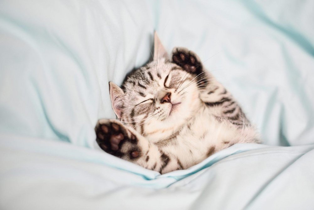 Милый котик в кровати