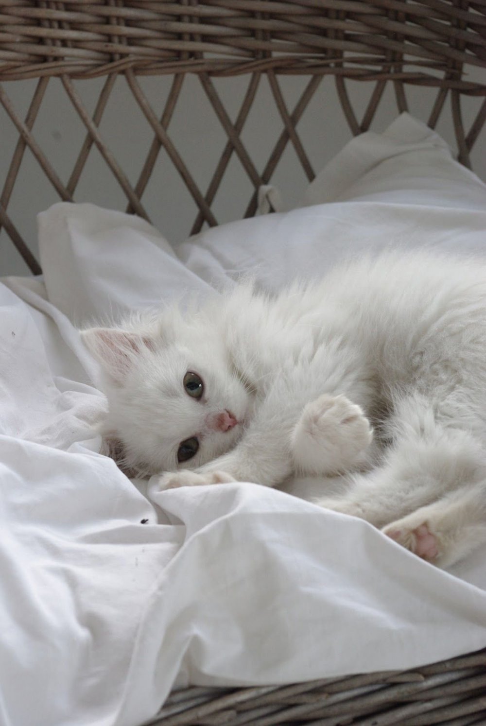 Котенок в кроватке
