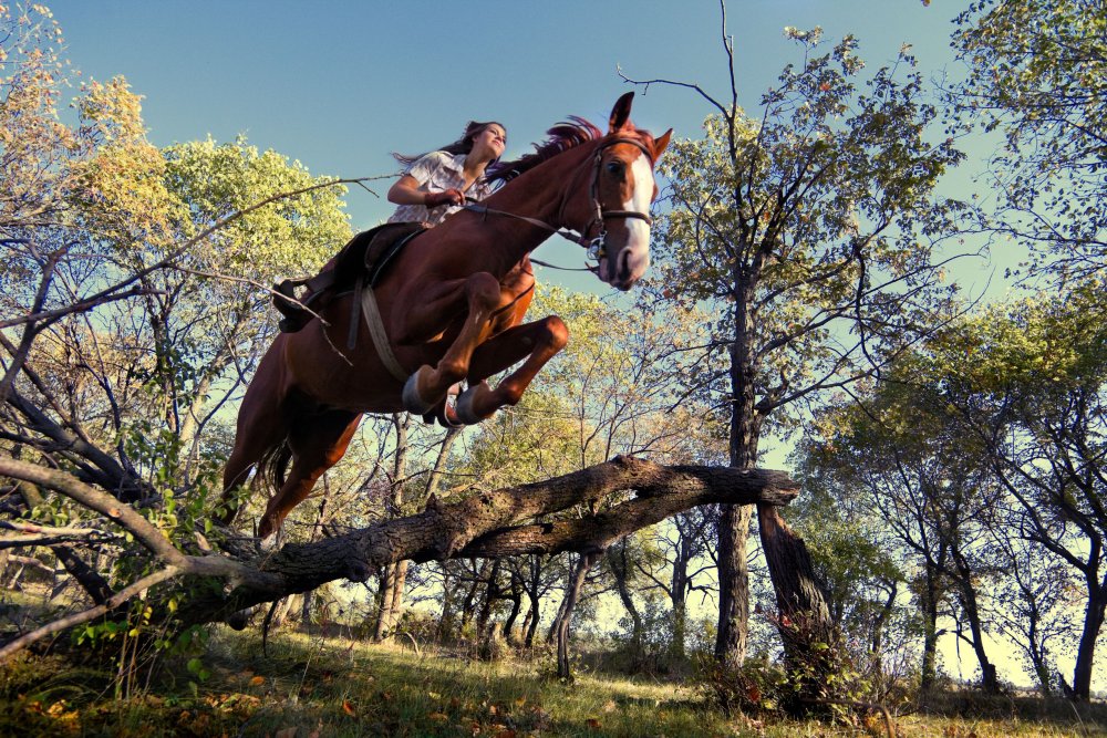 Лошадь прыгает через дерево