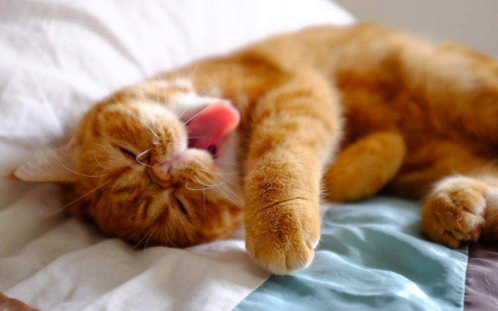 Рыжий кот спит
