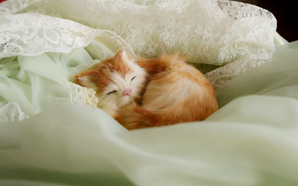 Рыжий котенок на кровати