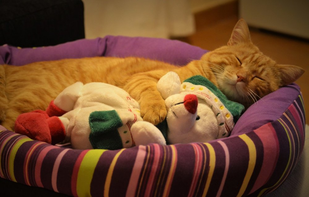 Уютно спящие котики