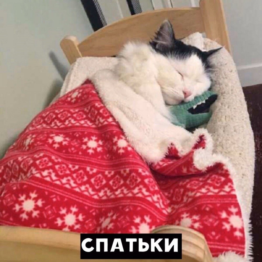 Кошечка под одеялом