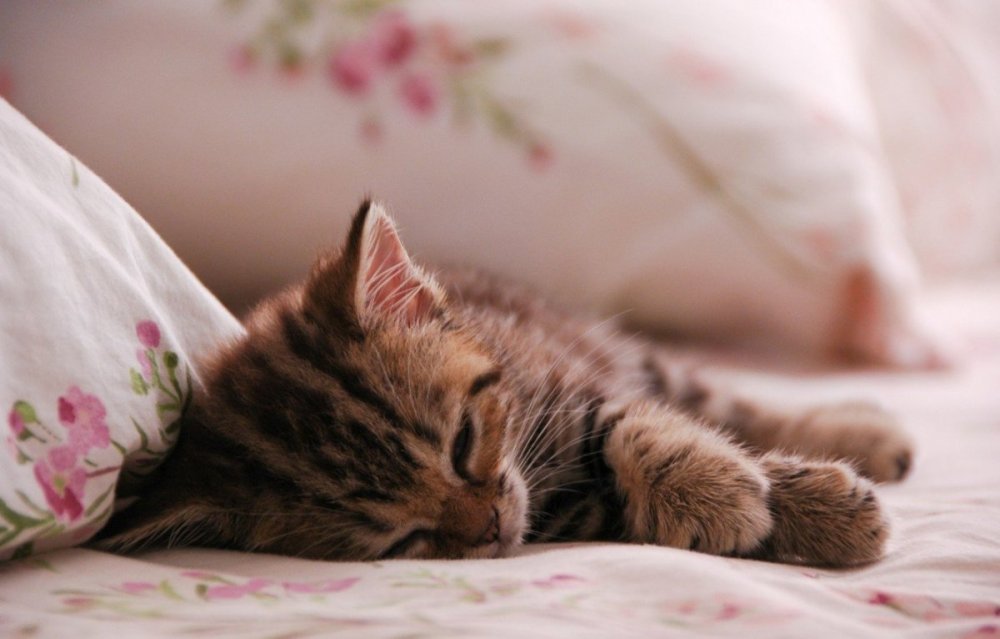 Подушка "котёнок"