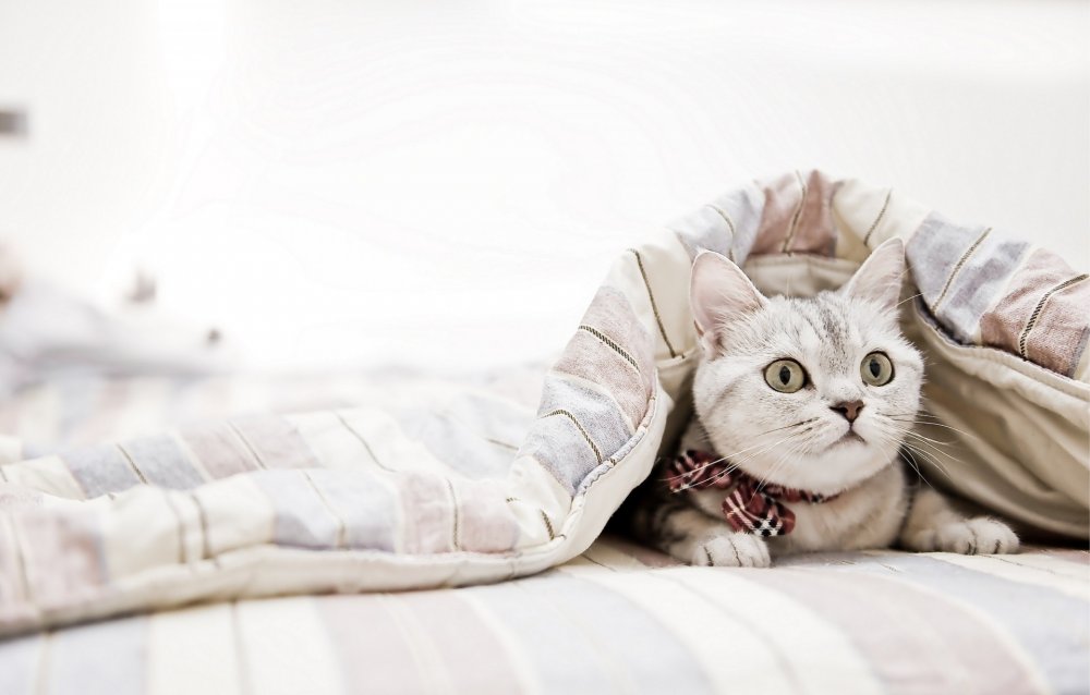 Кот в одеяле