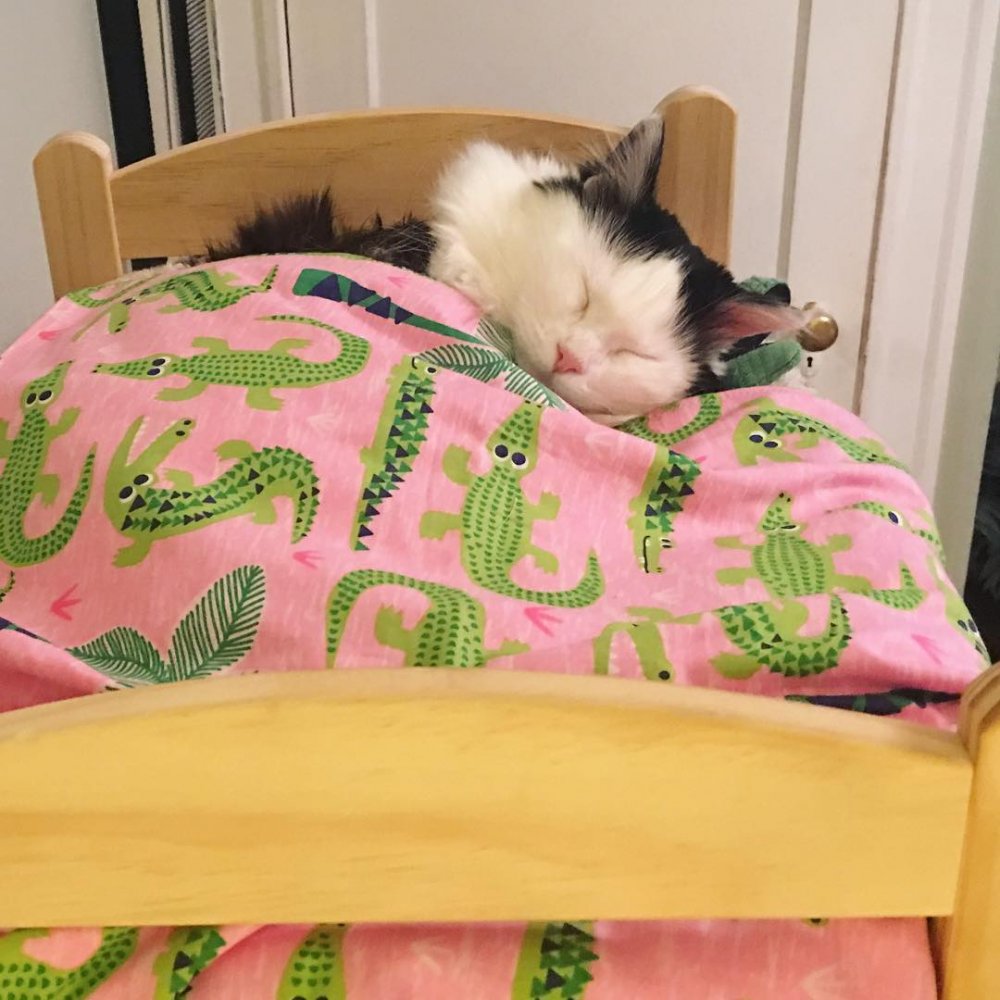 Котенок спит в кроватке