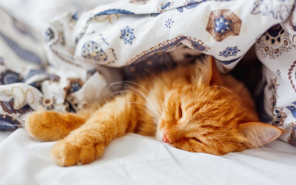 Рыжий котик спит в кроватке