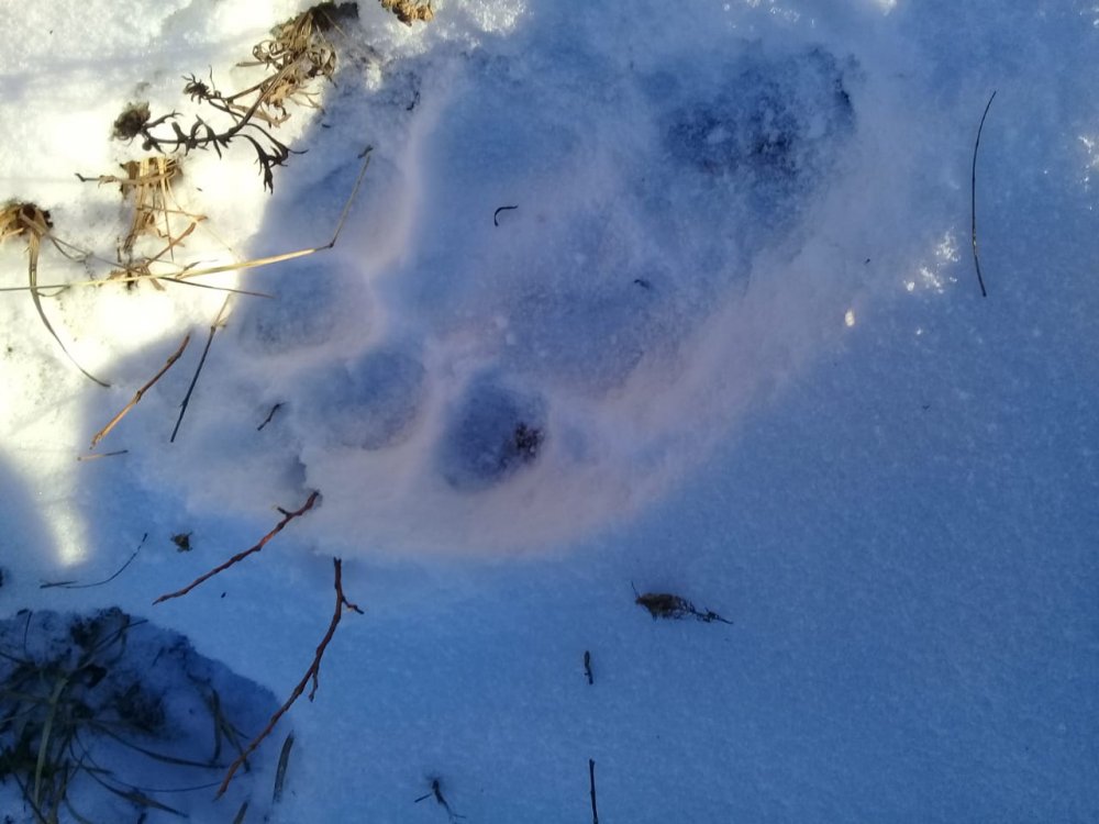 Тигриные следы на снегу