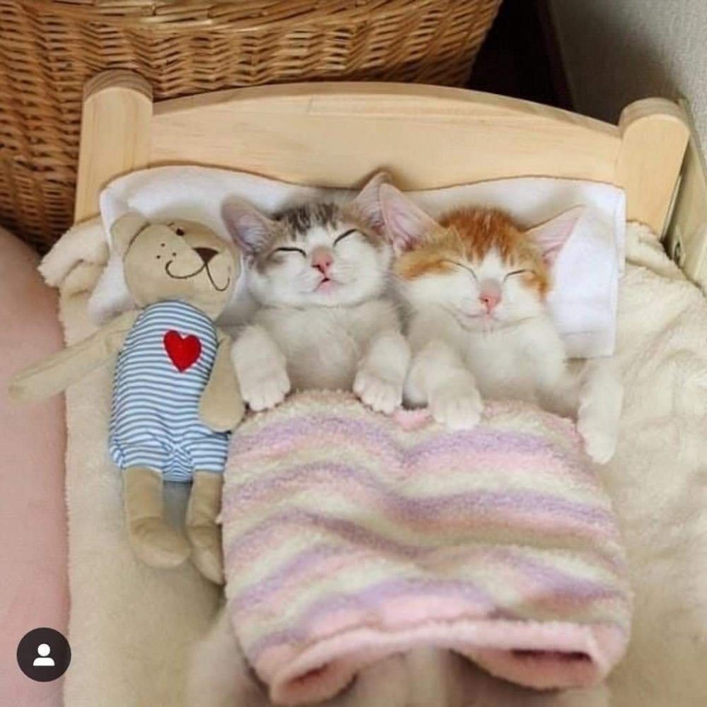 Милые котики спят