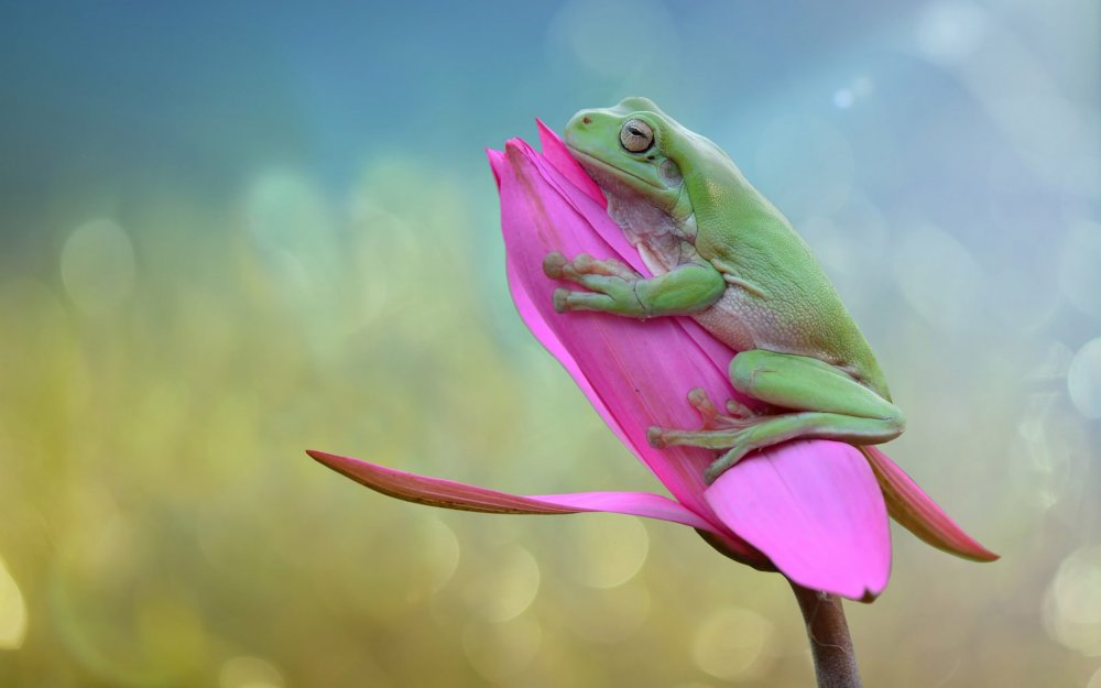 Розовая жабка