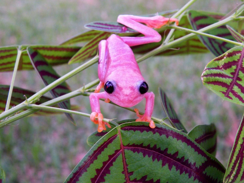 Розовая лягушка аквариумная квакша