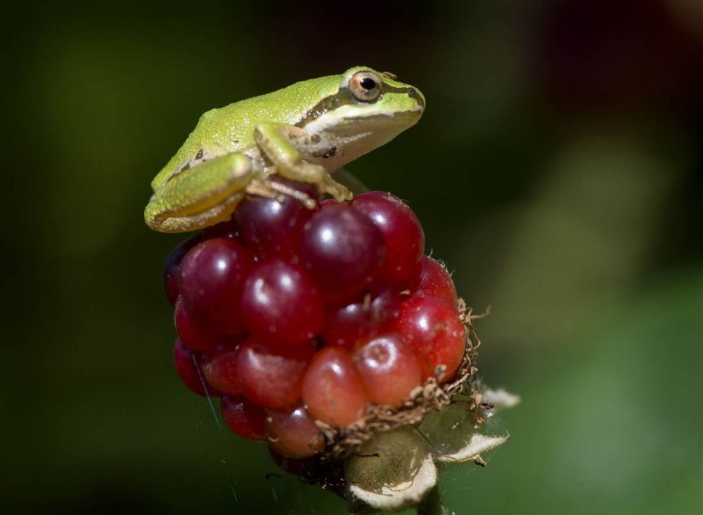 Виноградная лягушка