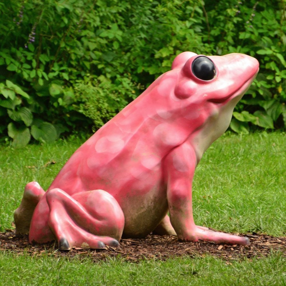Лягушка квакша розовая