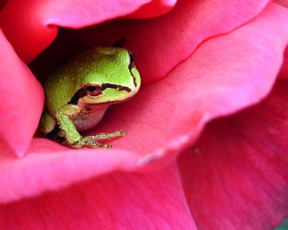 Древесная лягушка розовая