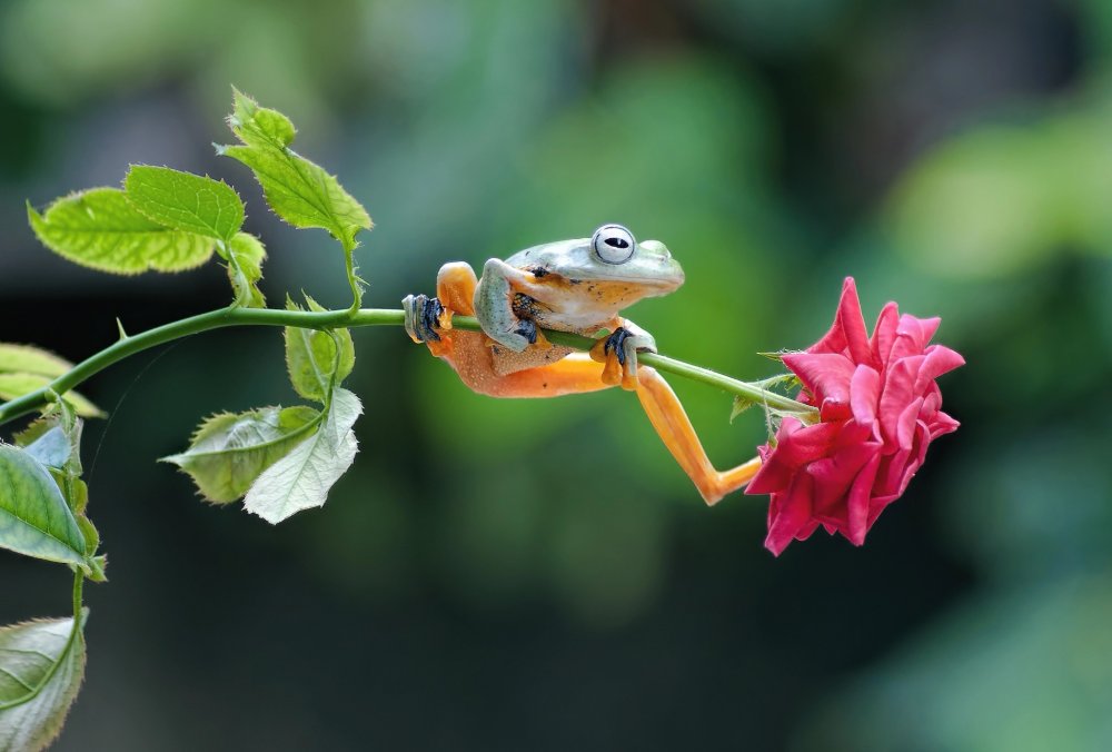Лягушка с цветами