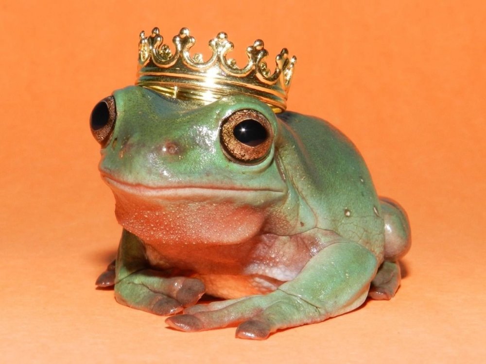 Ава the Cult of Frogs