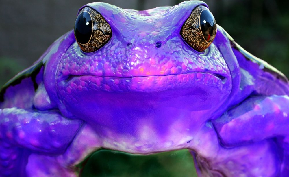 Индийская пурпурная лягушка