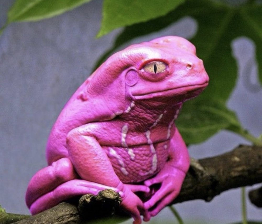 Лягушка квакша розовая
