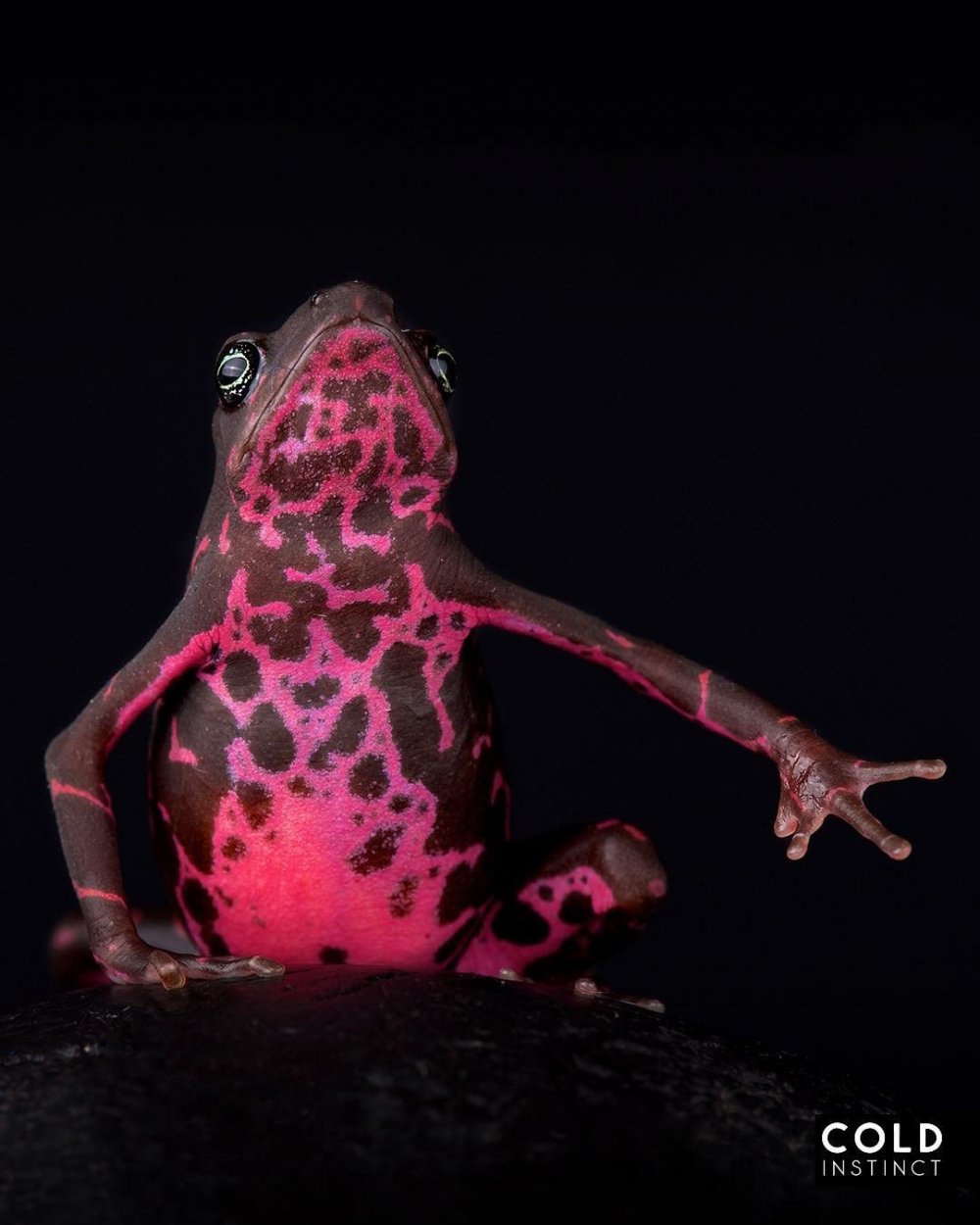 Фиолетовая жаба Арлекин