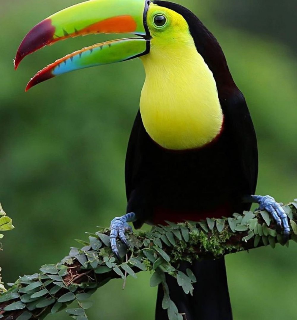 Птицы тропиков