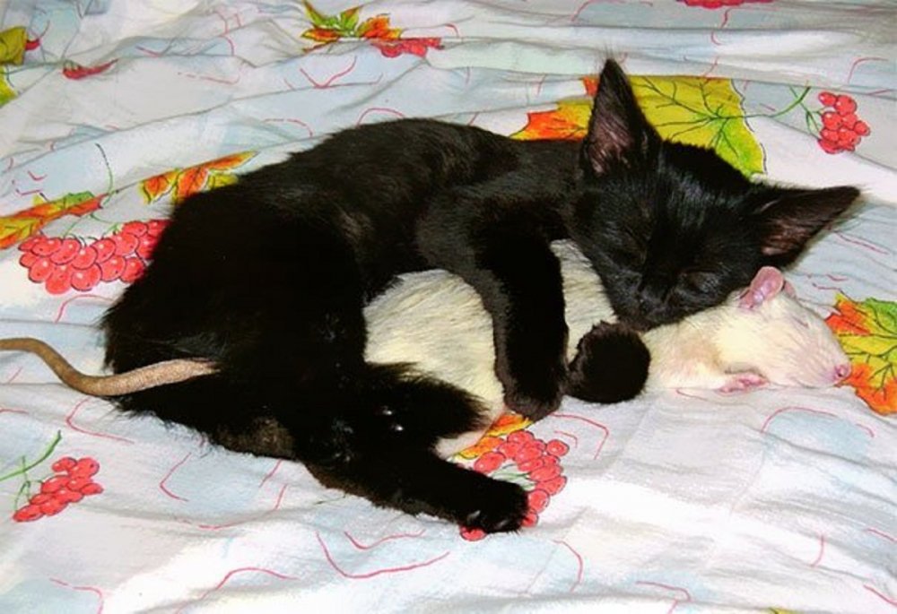Кошка спит с мышкой
