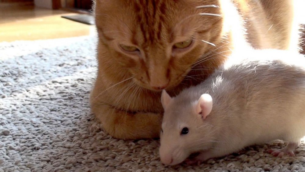 Кошка дружит с крысой