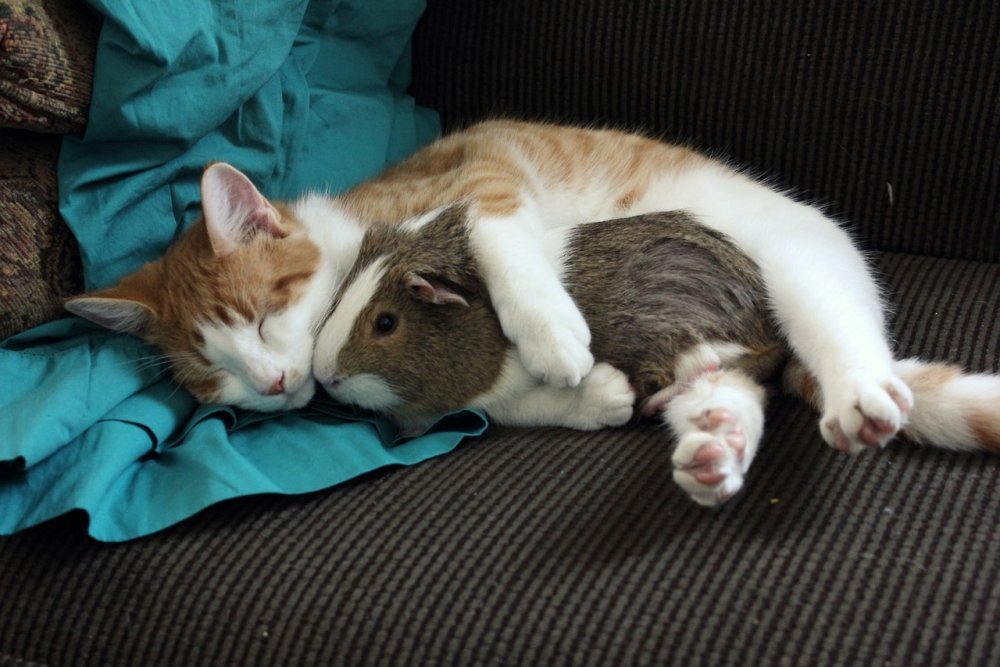 Кот и белая крыса