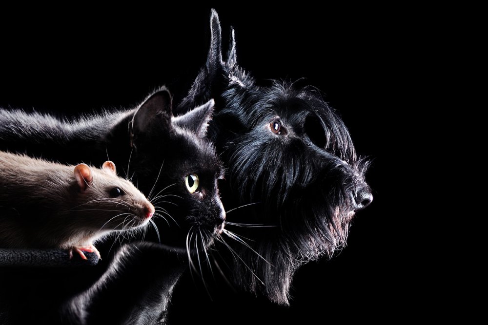 Крысы подружки
