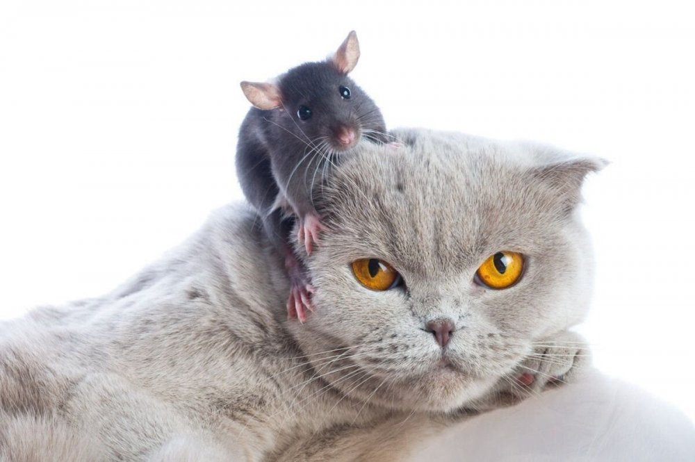 Нападение крыс на кошек