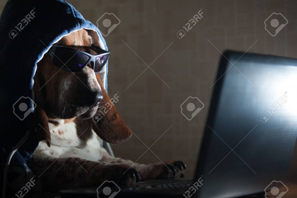 Собака хакер за компьютером