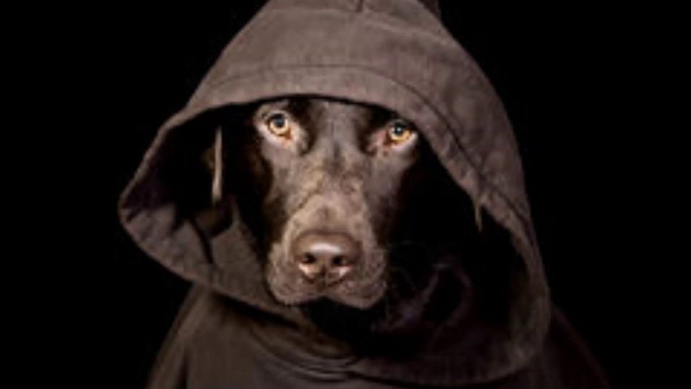 Собака в черном капюшоне