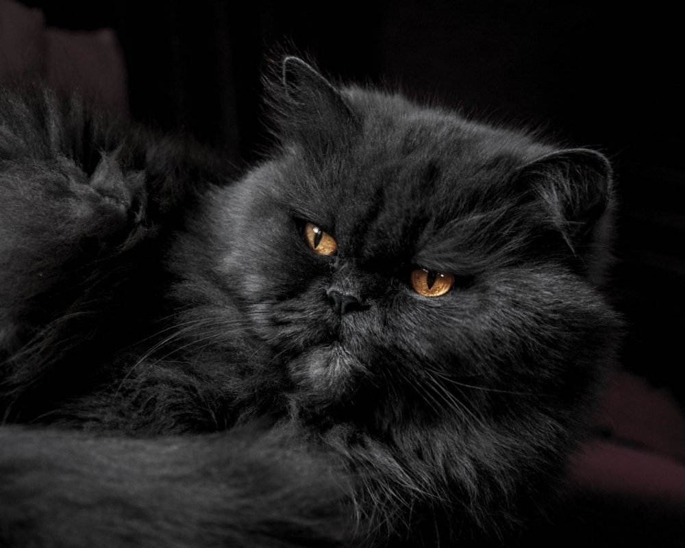 Черные персидские пушистые кошки