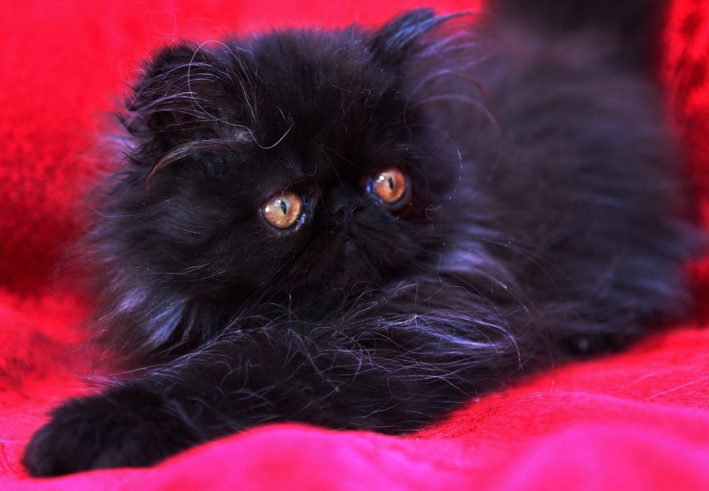 Персидская кошка черная