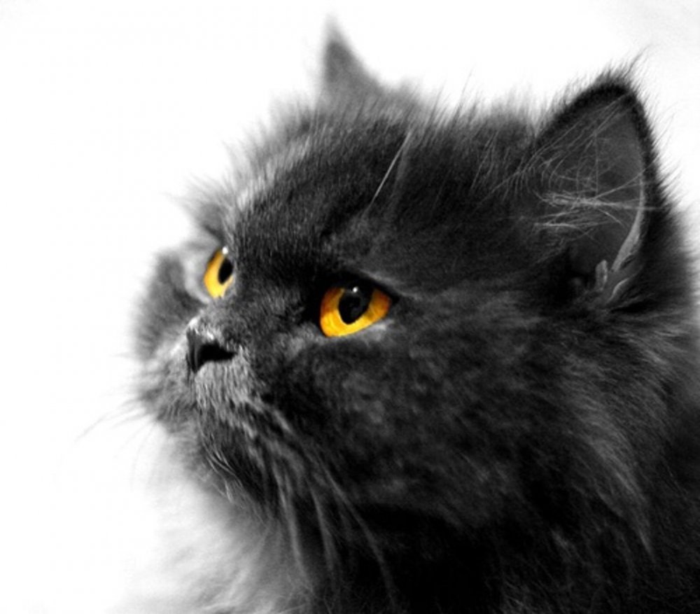 Персидский кот черный