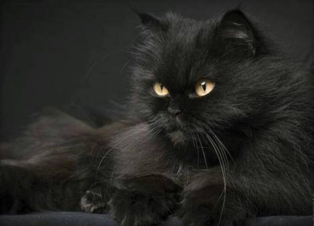 Персидско Сибирская кошка черная