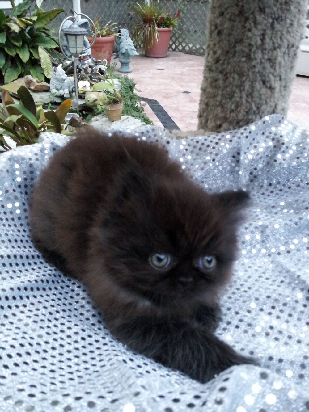 Персидский кот черный котенок