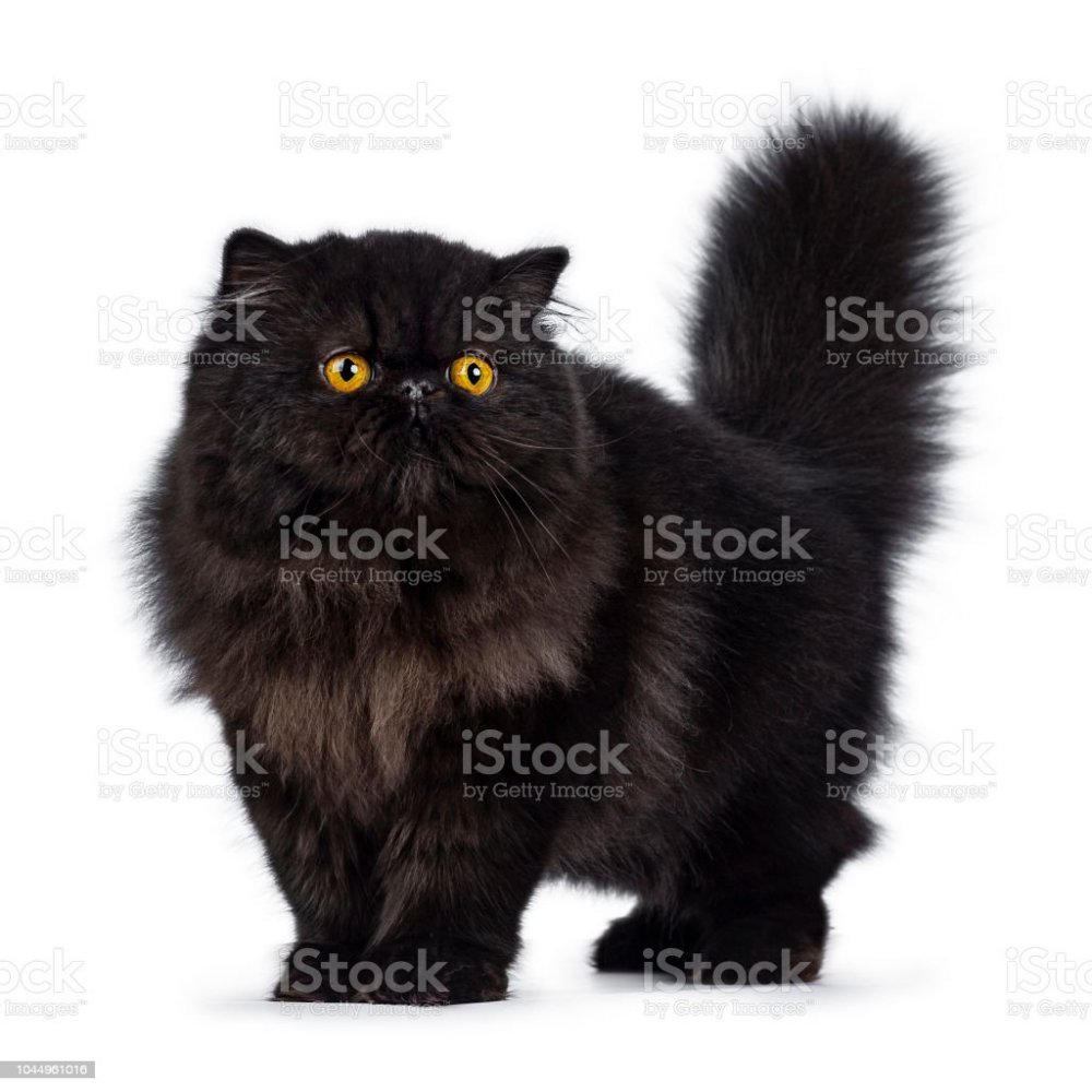 Черный персидский кот картина