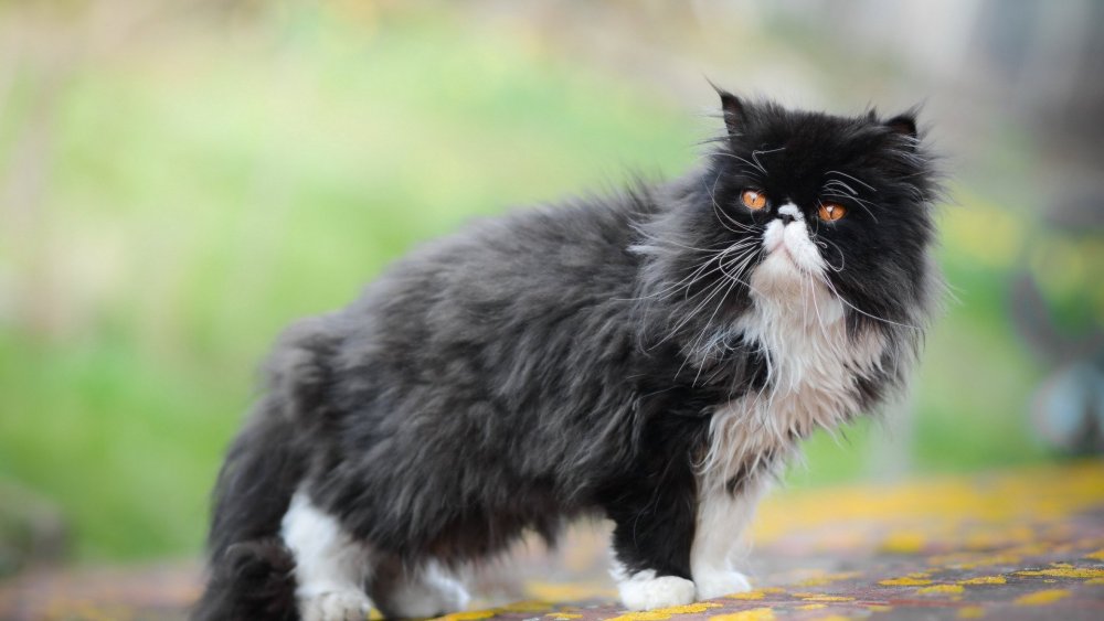 Персидский кот черный пушистый