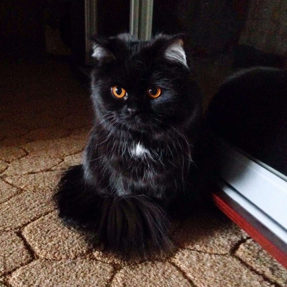 Персидский кот черный