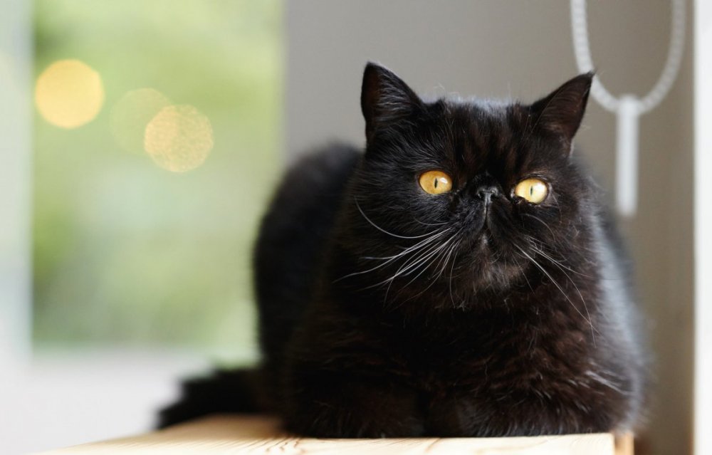Персидская кошка экстремал черная
