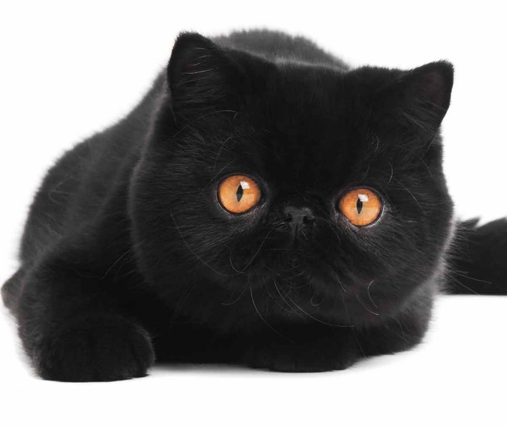 Экзот кошка черная