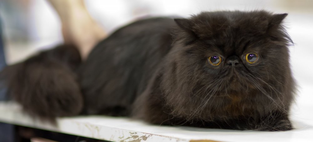 Персидская кошка экстремал черная