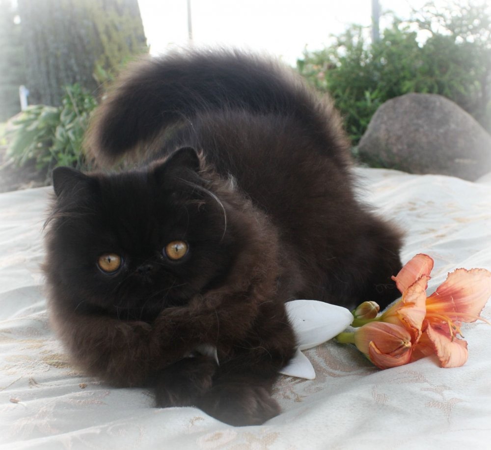 Гималайская кошка черная