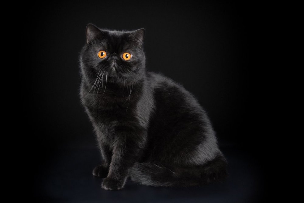 Кот породы экзот черный