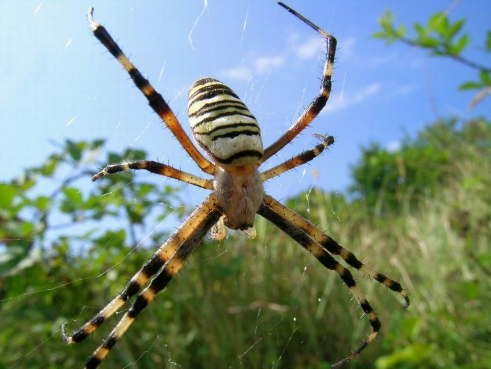 Ядовитые пауки Волгоградской области