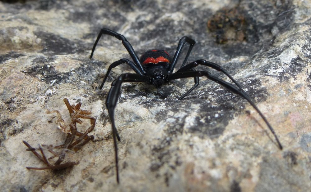 Ядовитые пауки ставропольского края